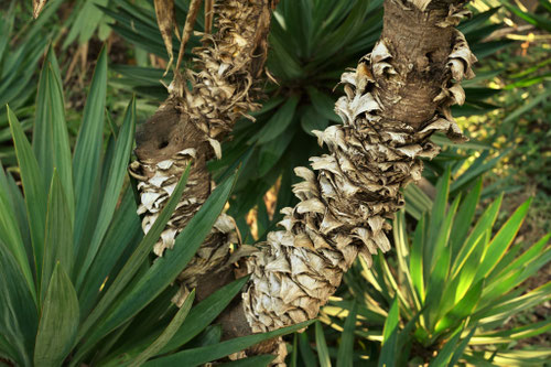 Commonn yucca,ゆっか,植物