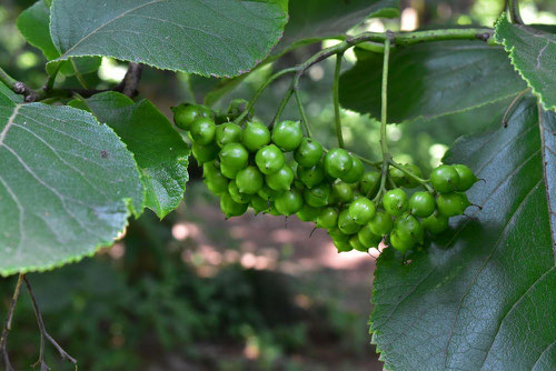 Ehretia dicksonii