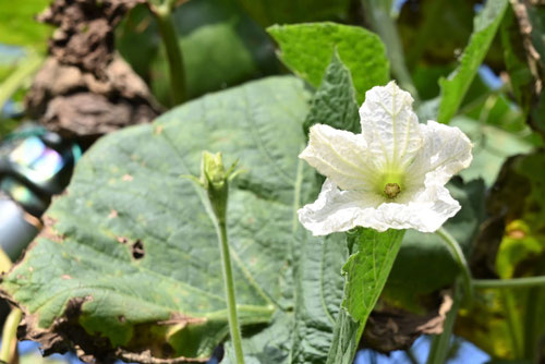 ひょうたん,瓢箪の開花時期,ヒョウタン