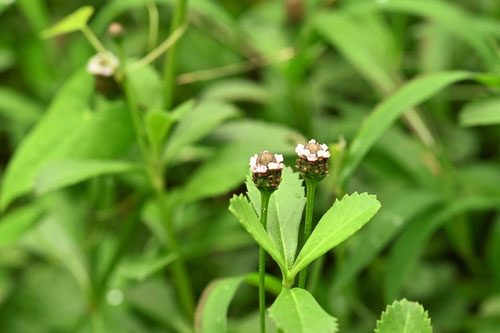 いわだれそう,開花時期,イワダレソウ