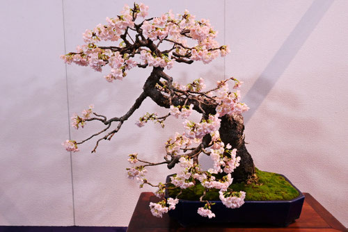 kannzakura,bonsai