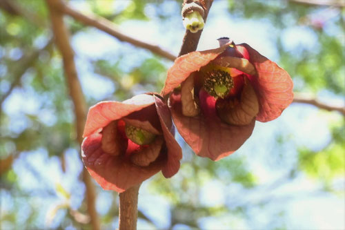 開花時期,ポーポ,ぽぽー