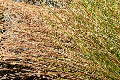 井草,イグサ,いぐさ,igusa