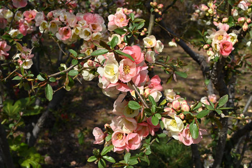 １２月に咲くピンクの花,木