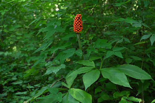 マムシグサ,実,まむしぐさ,mamusigusa