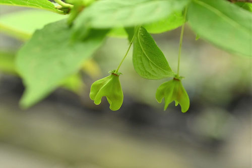 絶滅危惧種,植物