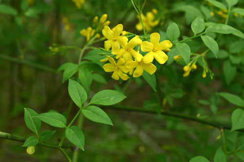 キソケイ,開花時期,きそけい