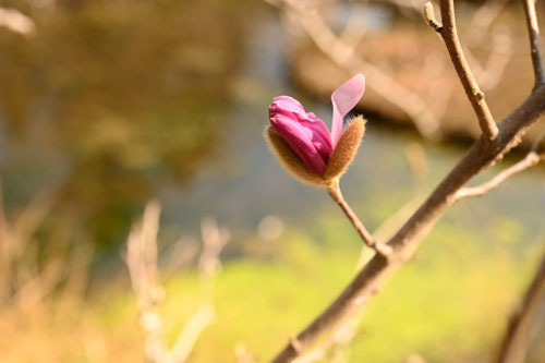 シデコブシ,star magnolia