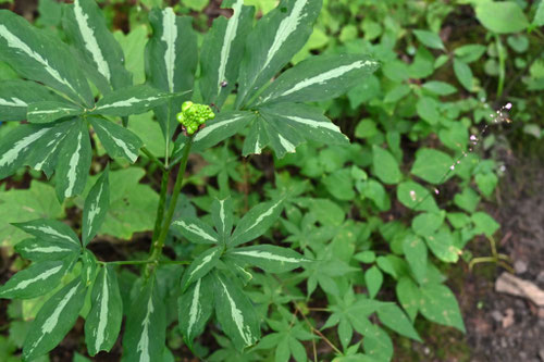 まむしぐさ,実,種類