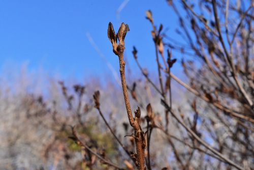 やまつつじ,山躑躅,冬季