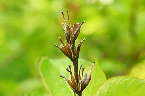 Japanese weigela