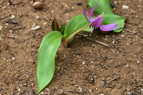 カタクリの花,Dogtooth violet
