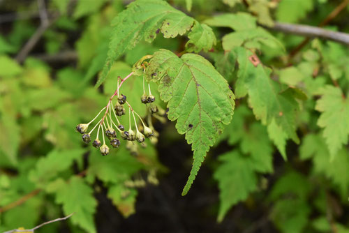 Lace shrub,こごめうつぎ