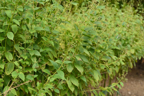 カリガネソウ,かりがねそう