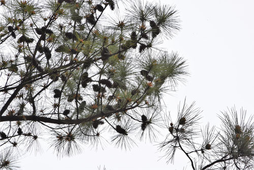 Maritime Pine