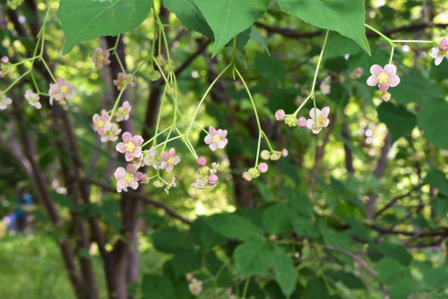 ツリバナの花はどんな花,画像,つりばなの木