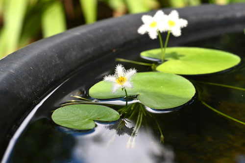 水草,日本産,ががぶた,植物