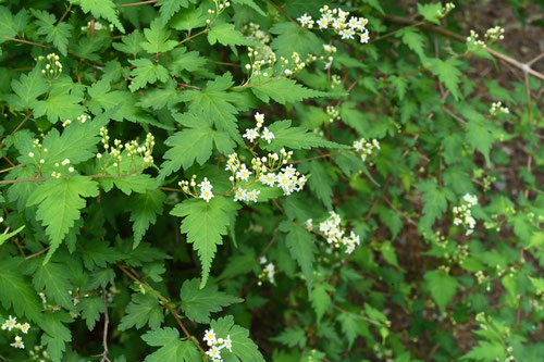 ６月に開花する木