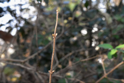 瓢箪木,新芽,ヒョウタンボクの木