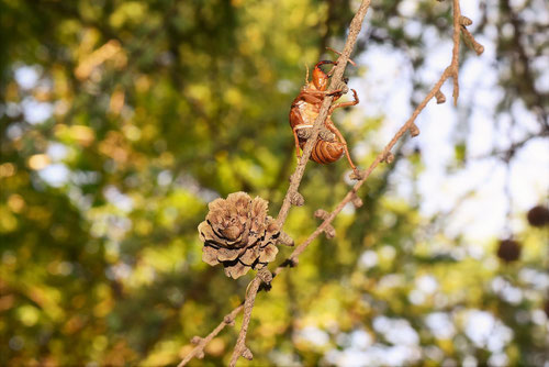Japanese larch,conifer