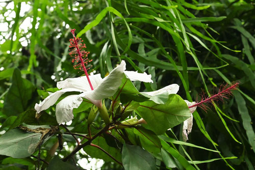 白い花が咲くぶっそうげ,ハイビスカス