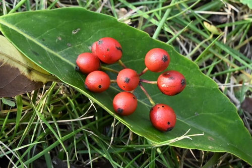 ナナミノキ,ななみのき,赤い実