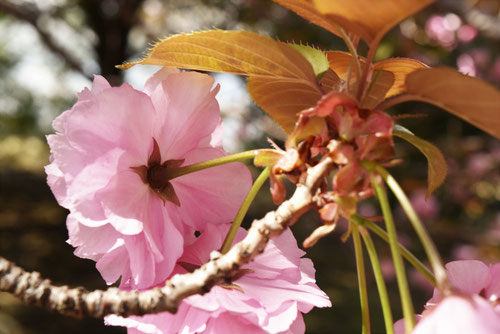 カンザン,桜,サトザクラ,代表,関山