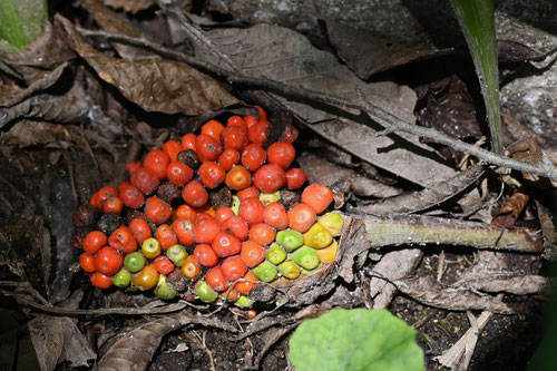 マムシグサ,実,まむしぐさ,蝮草,植物