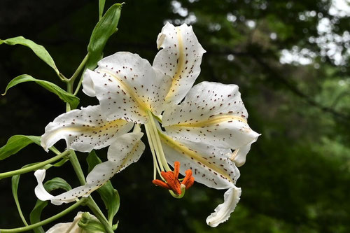 やまゆりの花言葉