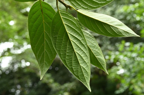 にっさぼく,植物,ニッサボク
