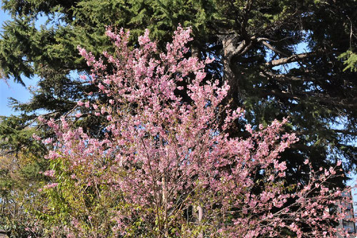 Wild Himalayan Cherry,flowers