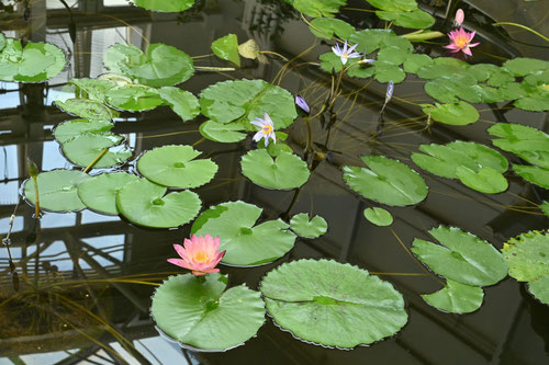 睡蓮の花,種類