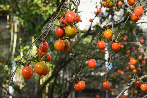 Chinese persimmon