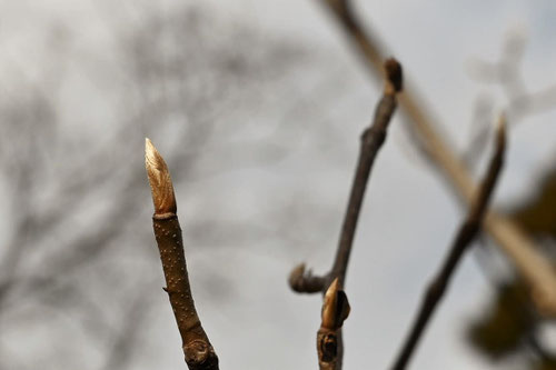 Japanese wingnut,winter