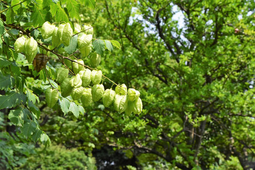もくげんじ,樹木,植物