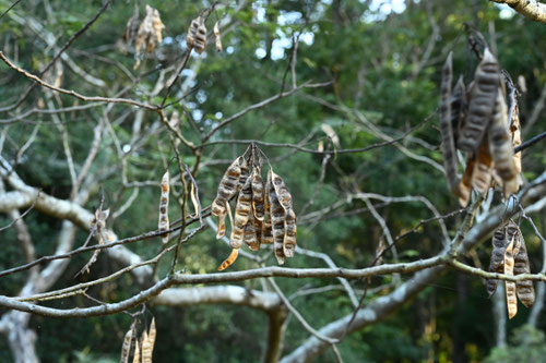 persian silk tree,seed