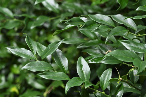 サルココッカ さるここっか 庭木図鑑 植木ペディア