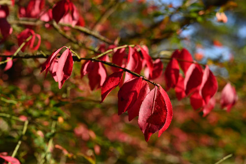 spindle tree,にしきぎ,ニシキギ