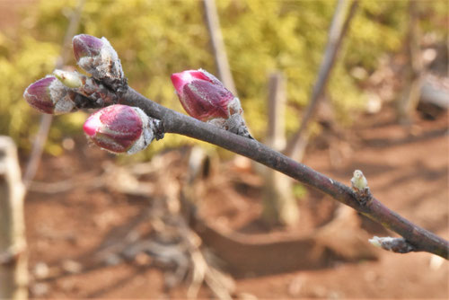 アーモンドの木の花,almond tree,flower