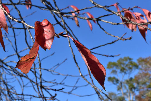 黄桜,品種