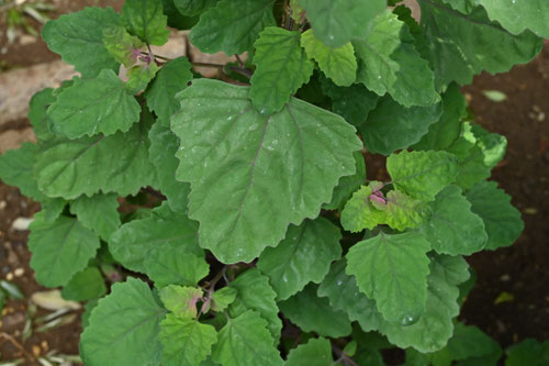 アカザの葉,植物