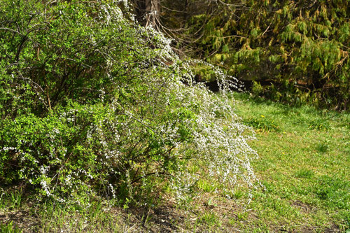雪柳,植物,ゆきやなぎ,ユキヤナギ