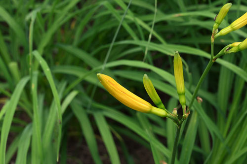 禅庭花,ツボミ