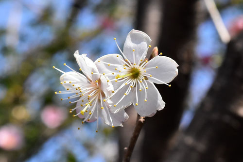 だんちおうとう,木