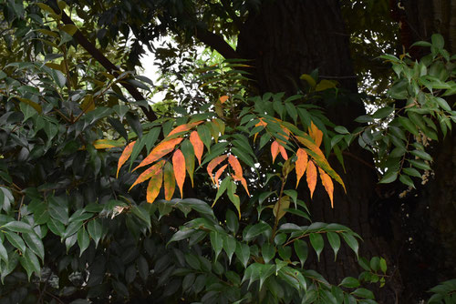 はぜのき,紅葉,ハゼノキ