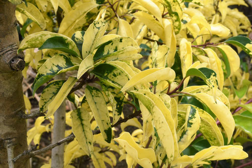 クロガネモチ,くろがねもち,樹木図鑑