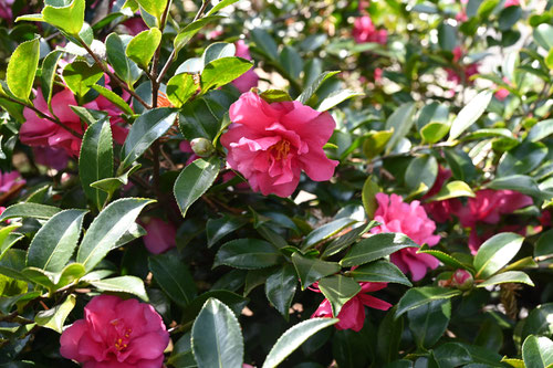 寒椿,植木,かんつばき