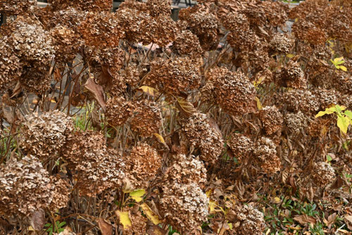 アナベルの木の特徴