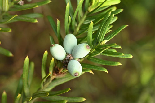 Japanese plum yew,fruits