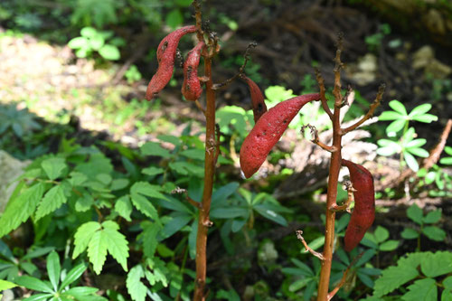 つちあけび,寄生植物